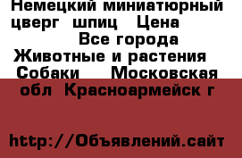 Немецкий миниатюрный(цверг) шпиц › Цена ­ 50 000 - Все города Животные и растения » Собаки   . Московская обл.,Красноармейск г.